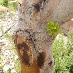 fire-blight-disease-is-highly-contagious-for-many-apple-trees