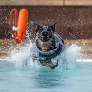 las-vegas-dogs-get-their-day-of-fun-in-the-pool-—-photos