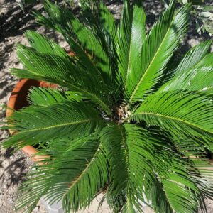 weekly-deep-watering-should-be-ok-for-sago-palm