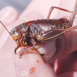 on-a-mission:-mormon-crickets-swarm-northern-nevada-towns