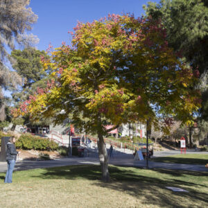 unlv-getting-$5m-to-help-boost-las-vegas’-urban-tree-canopy