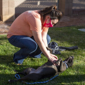 henderson-animal-shelter-confirms-first-case-of-infectious-respiratory-disease