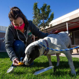 henderson-animal-shelter-resumes-‘limited’-dog-adoptions